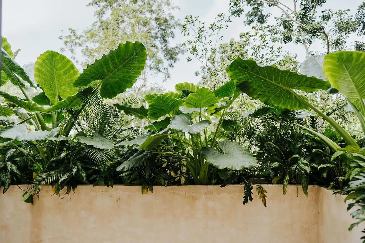 Jashita Tulum Luxury Villas